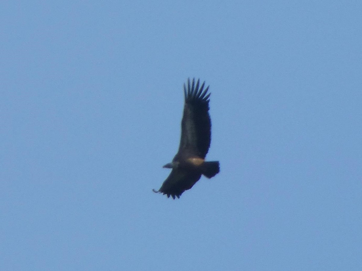 Eurasian Griffon - Barry Reed