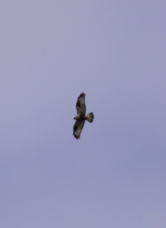 Rough-legged Hawk - ML614705062