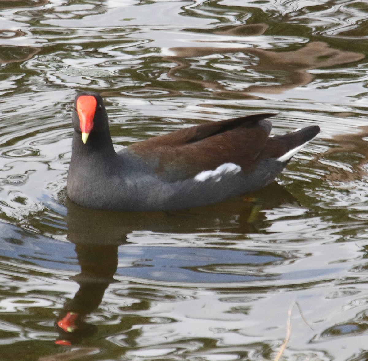 Common Gallinule - Jeff Mills