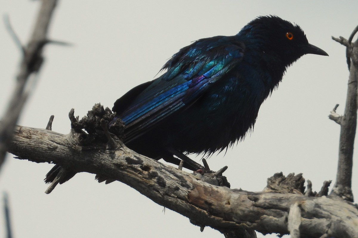 Cape Starling - ML614705088