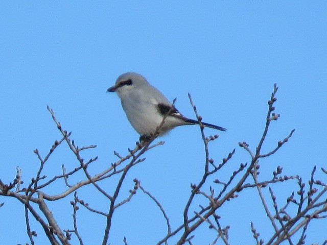 Northern Shrike - Dan Kramer