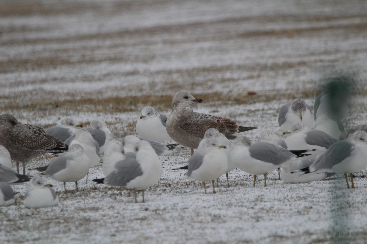 American Herring Gull - ML614705179