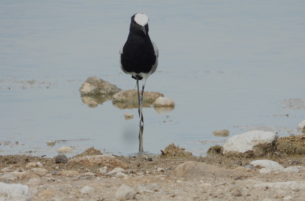 Blacksmith Lapwing - ML614705186