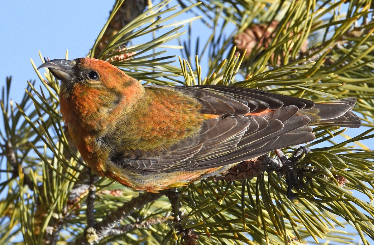 Red Crossbill - Steven Mlodinow