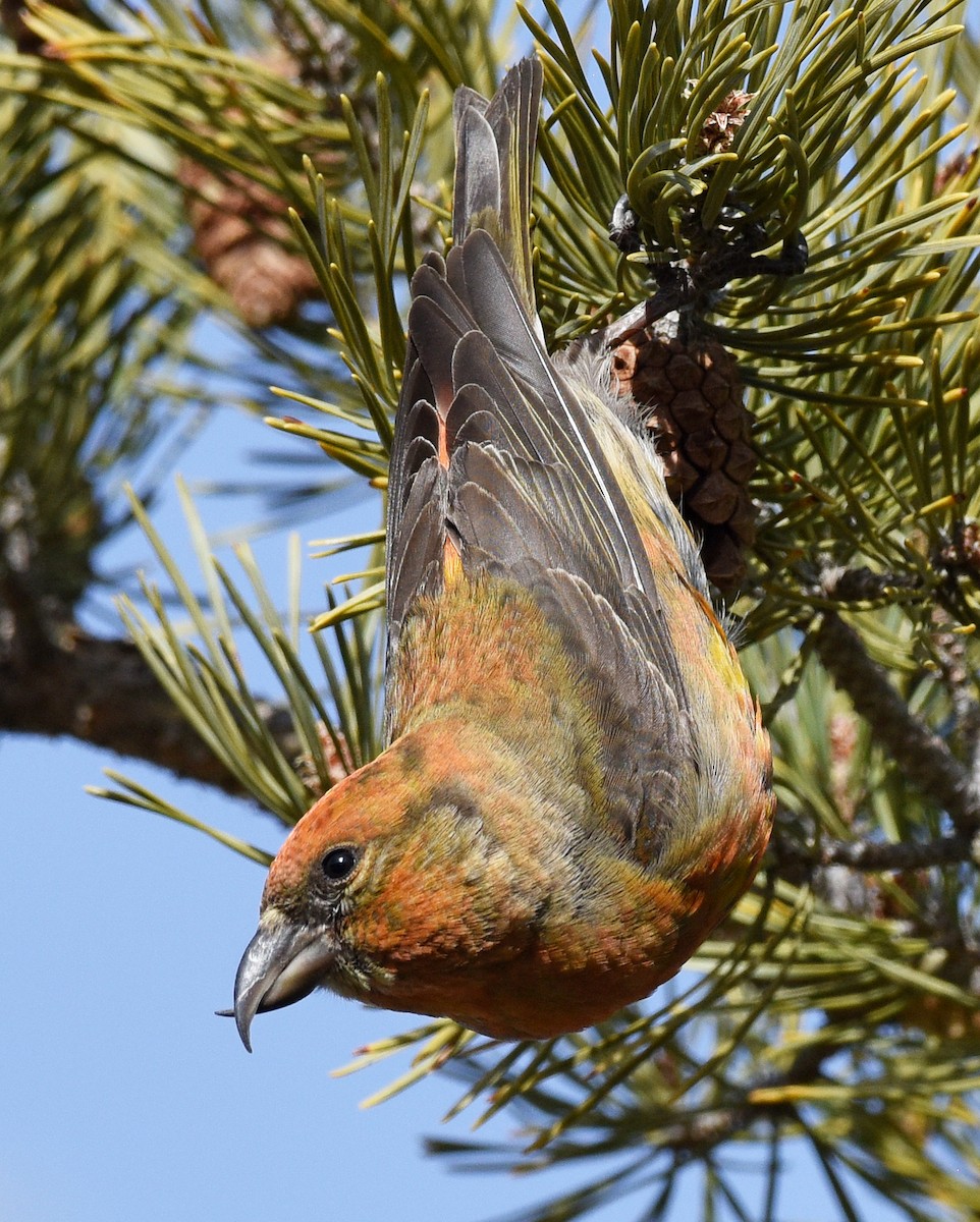 Red Crossbill - Steven Mlodinow