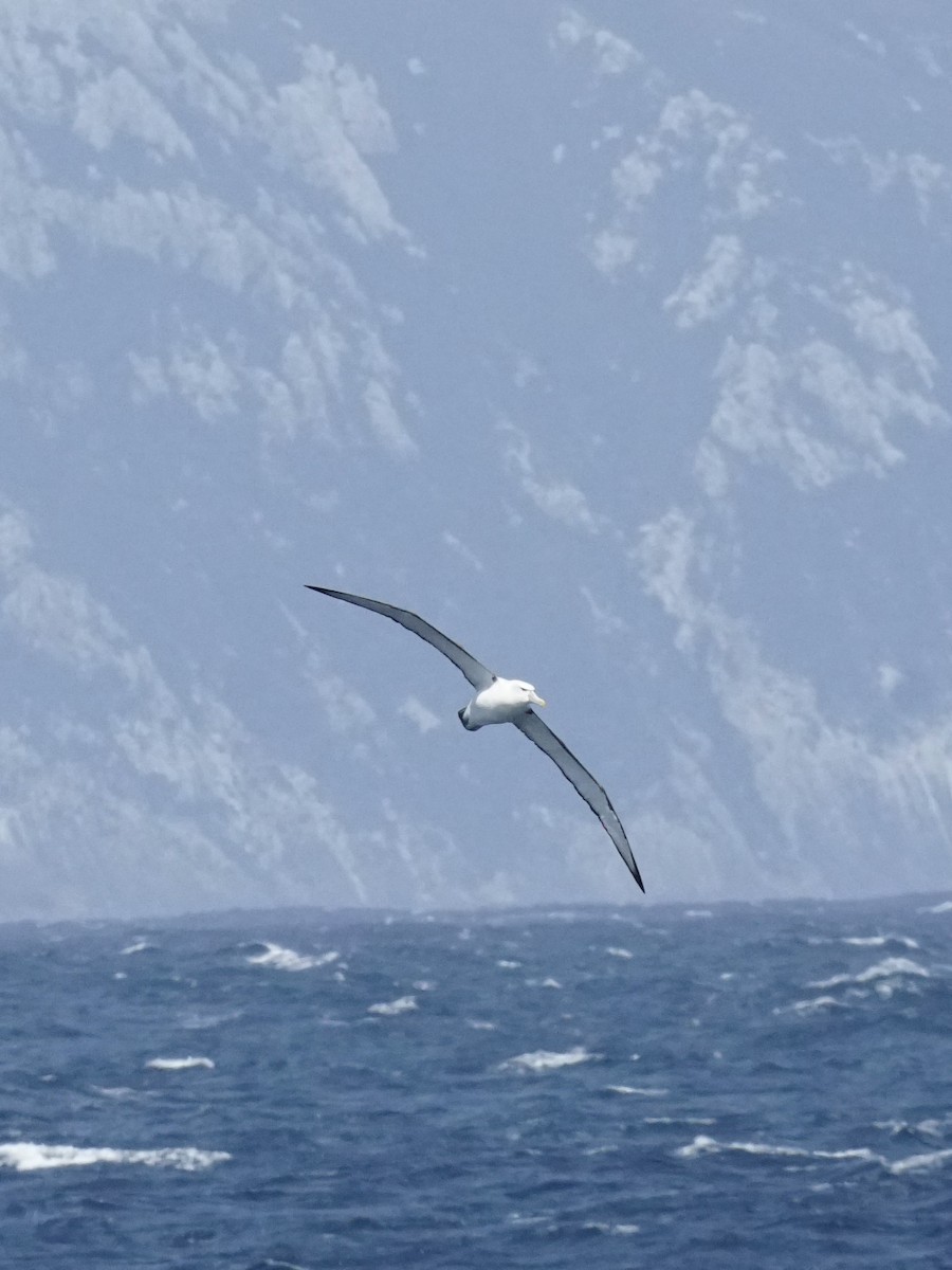 White-capped Albatross - ML614705237