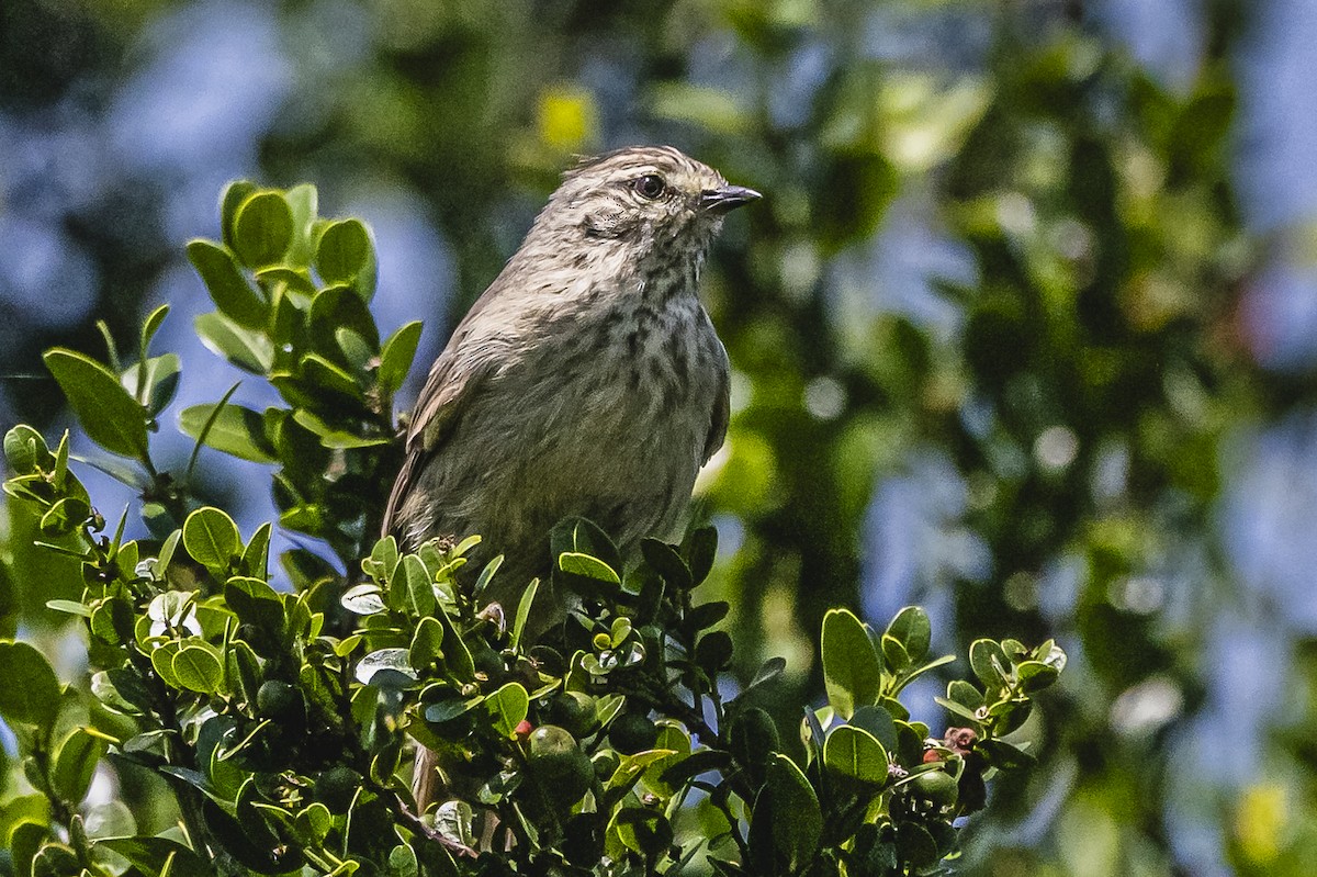 Tufted Tit-Spinetail - ML614705254