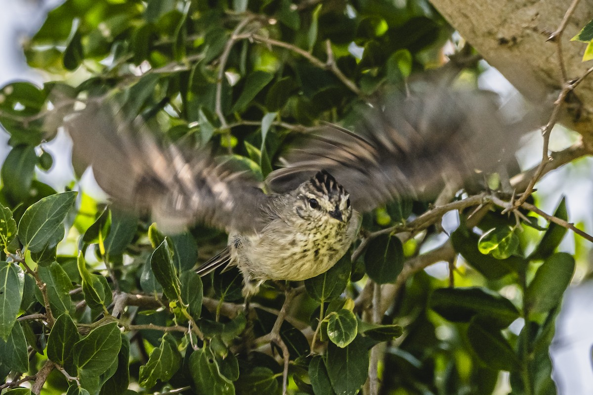 Tufted Tit-Spinetail - ML614705256