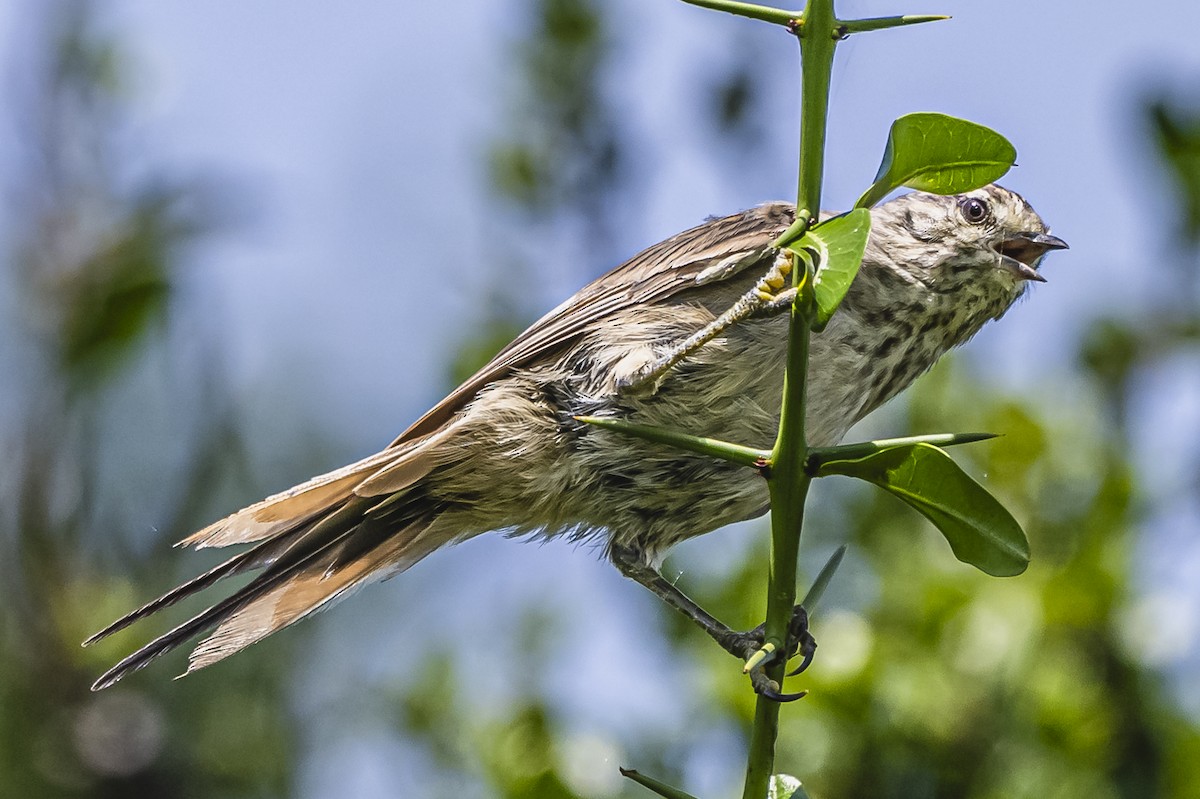 Tufted Tit-Spinetail - ML614705259