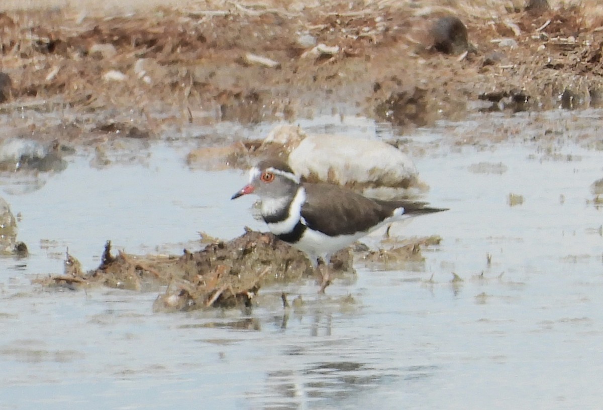 Three-banded Plover - ML614705263