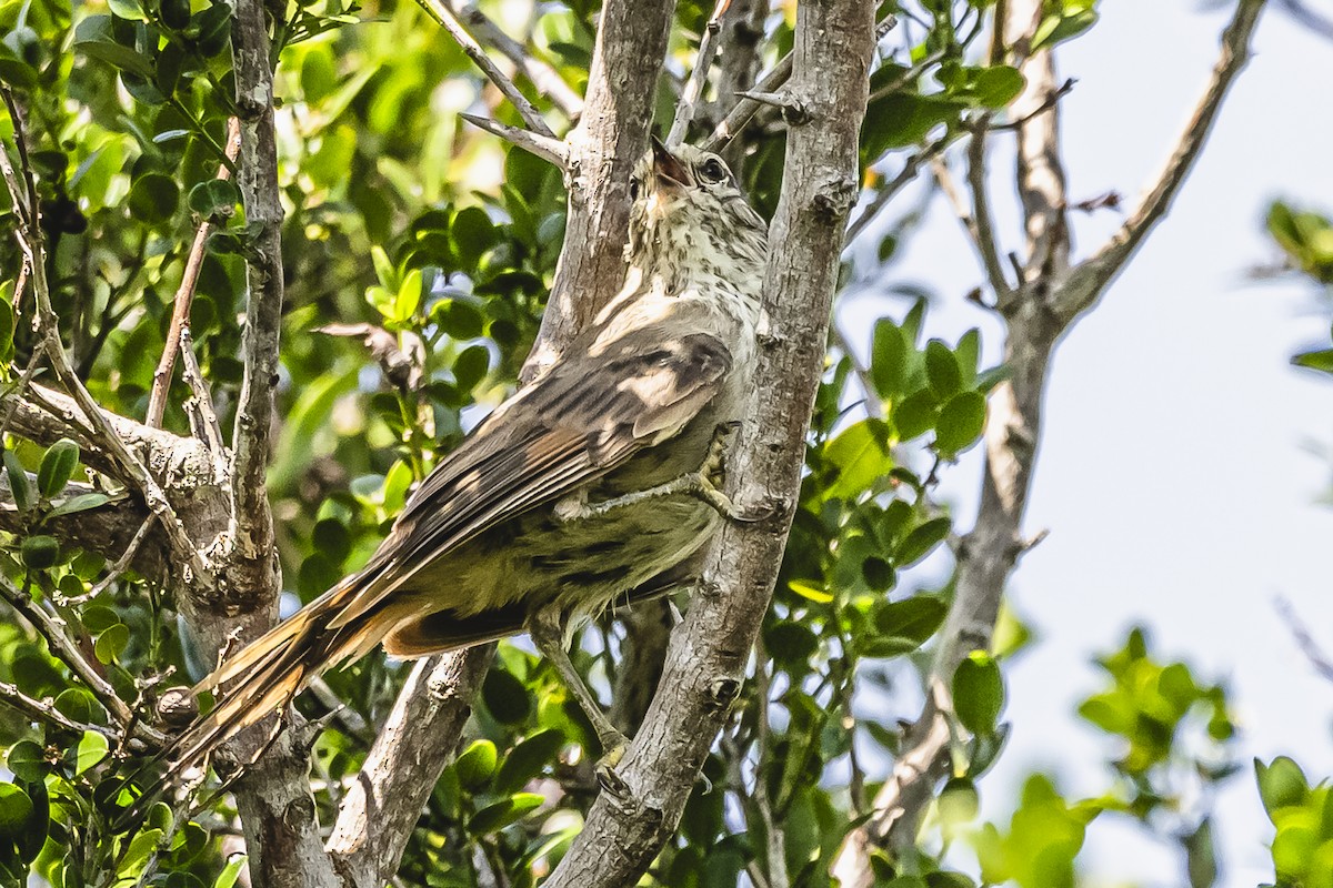 Tufted Tit-Spinetail - ML614705264