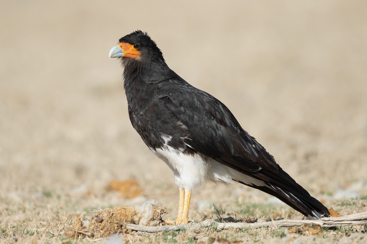 Mountain Caracara - Ilya Povalyaev