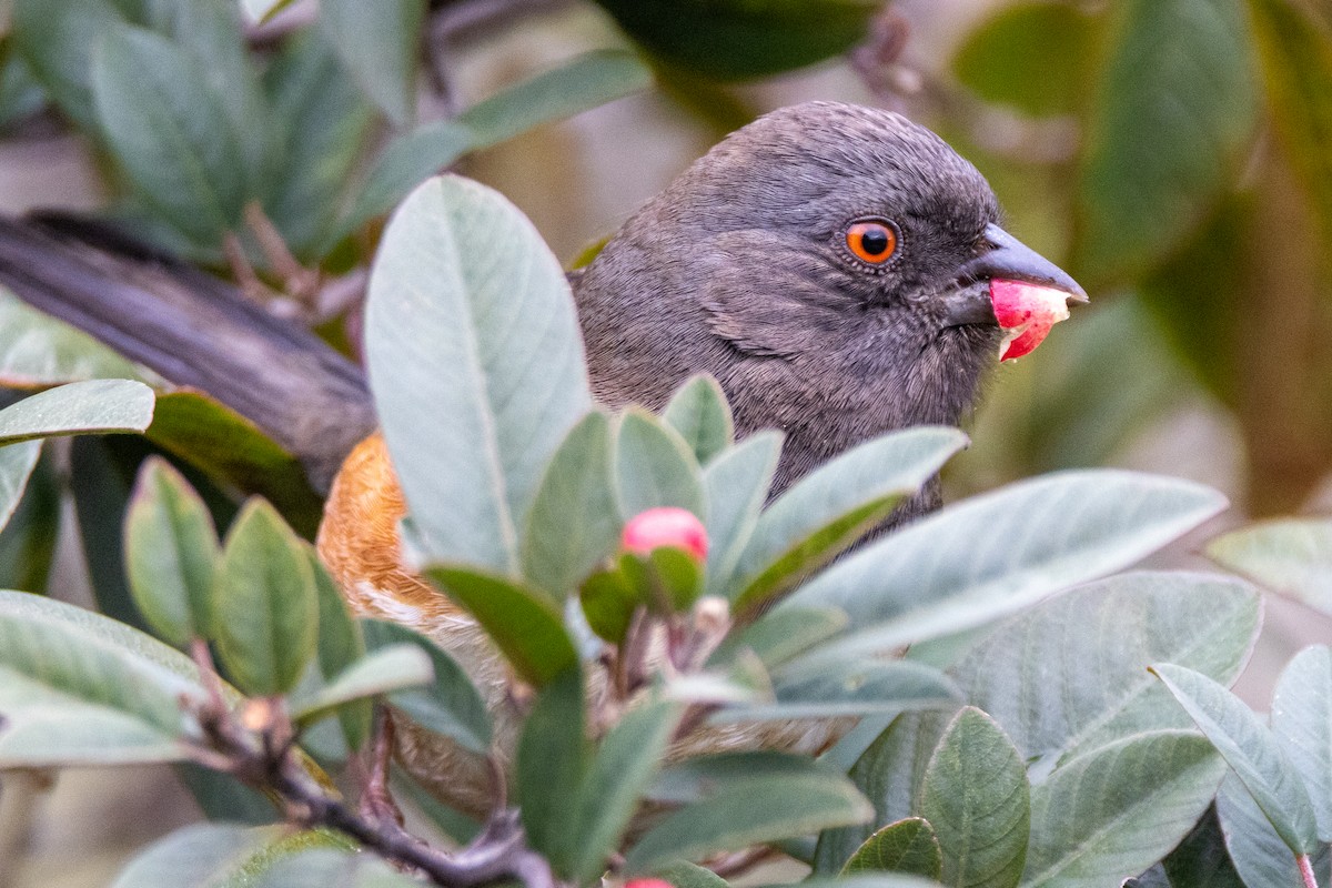Spotted Towhee - ML614705295