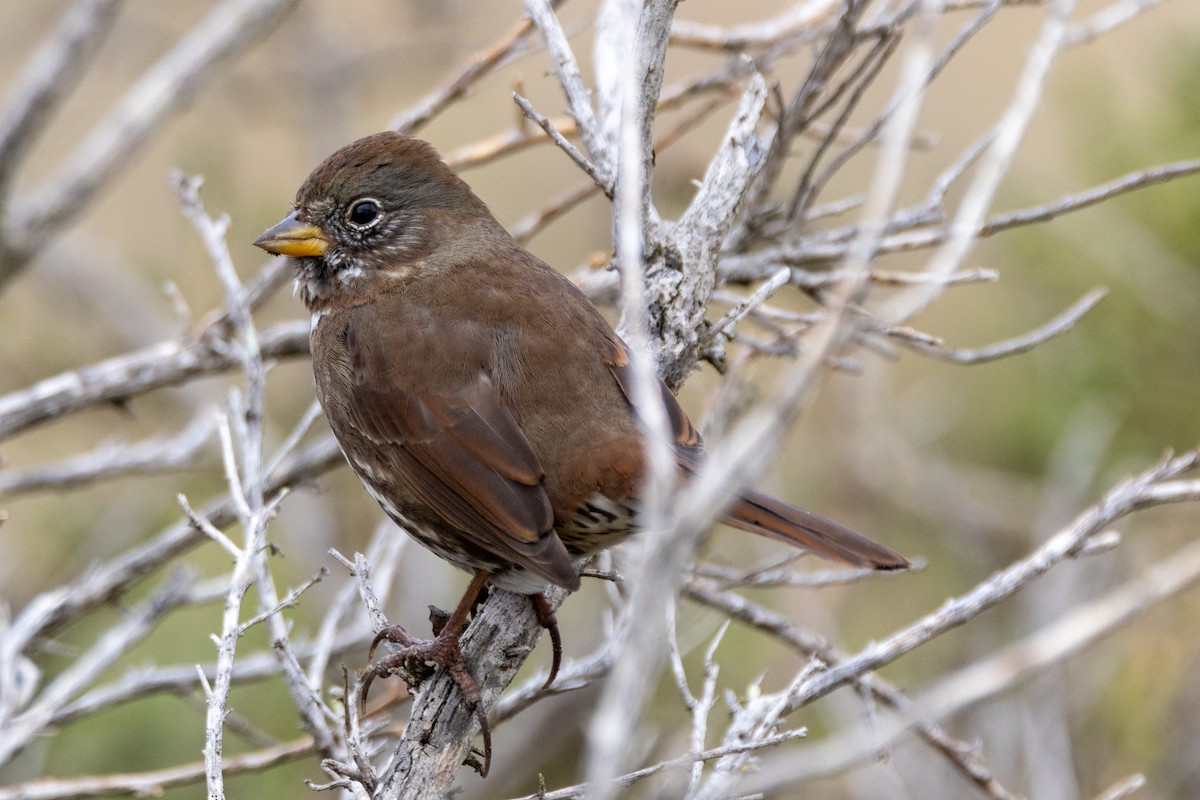 Fox Sparrow - ML614705312