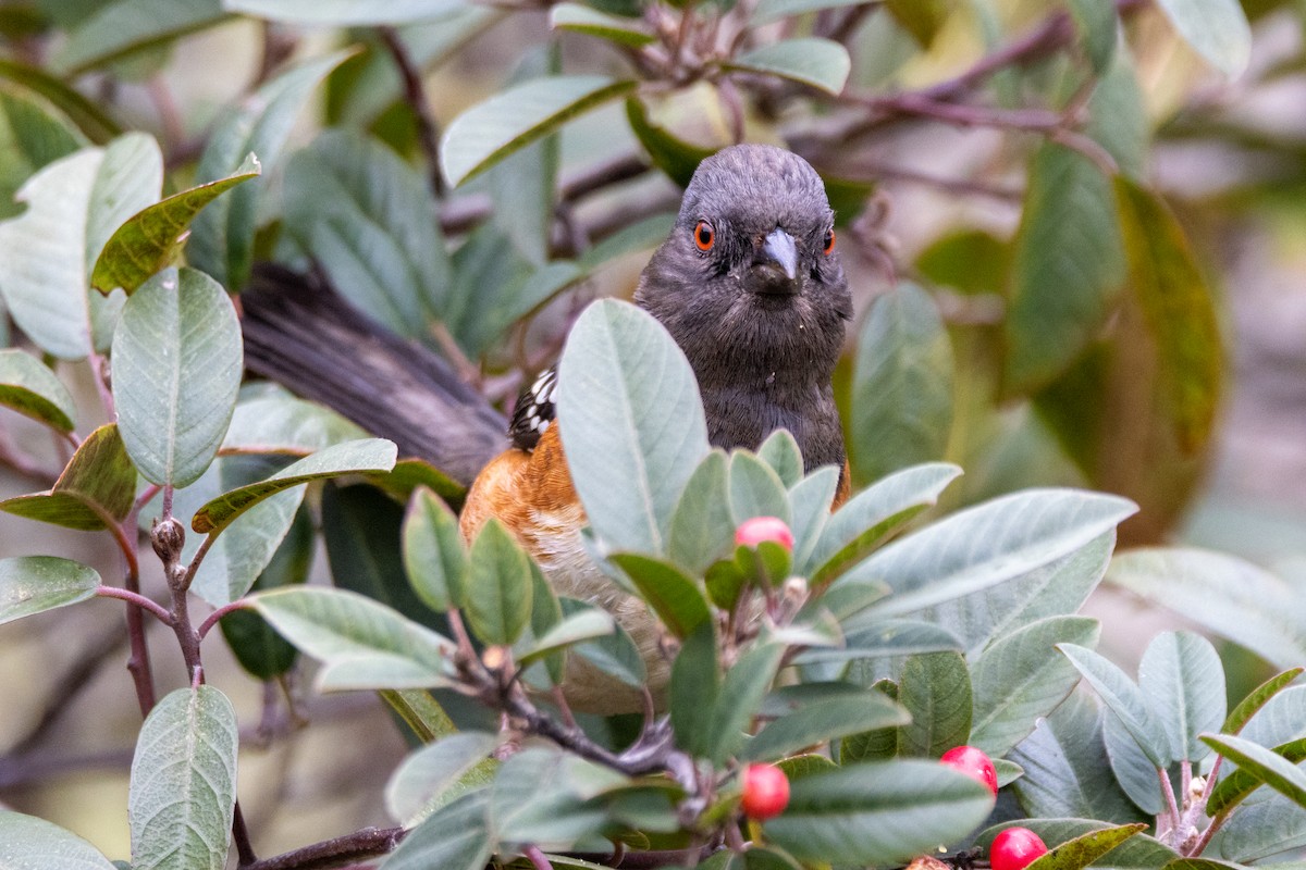 Spotted Towhee - ML614705320