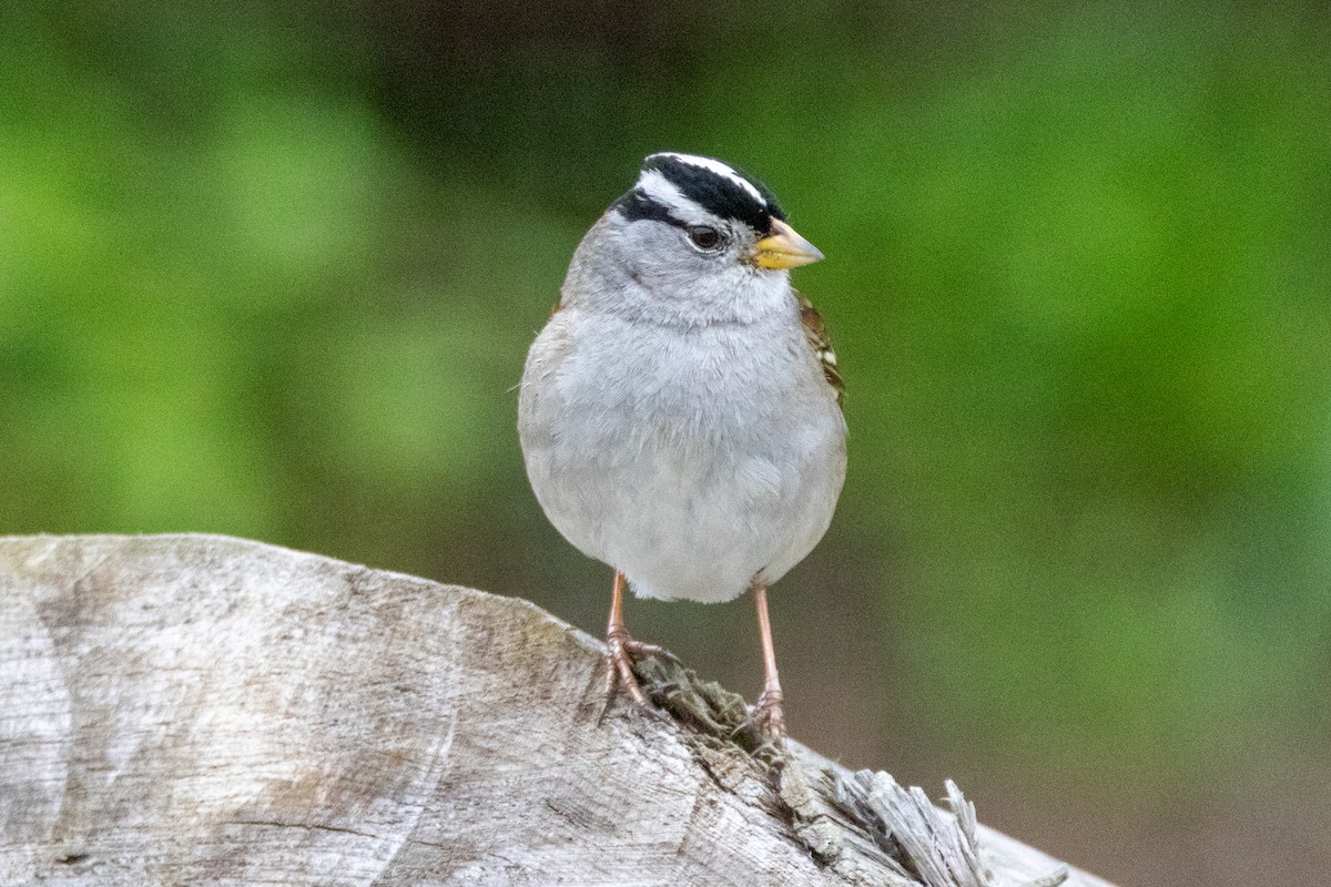 White-crowned Sparrow - ML614705344