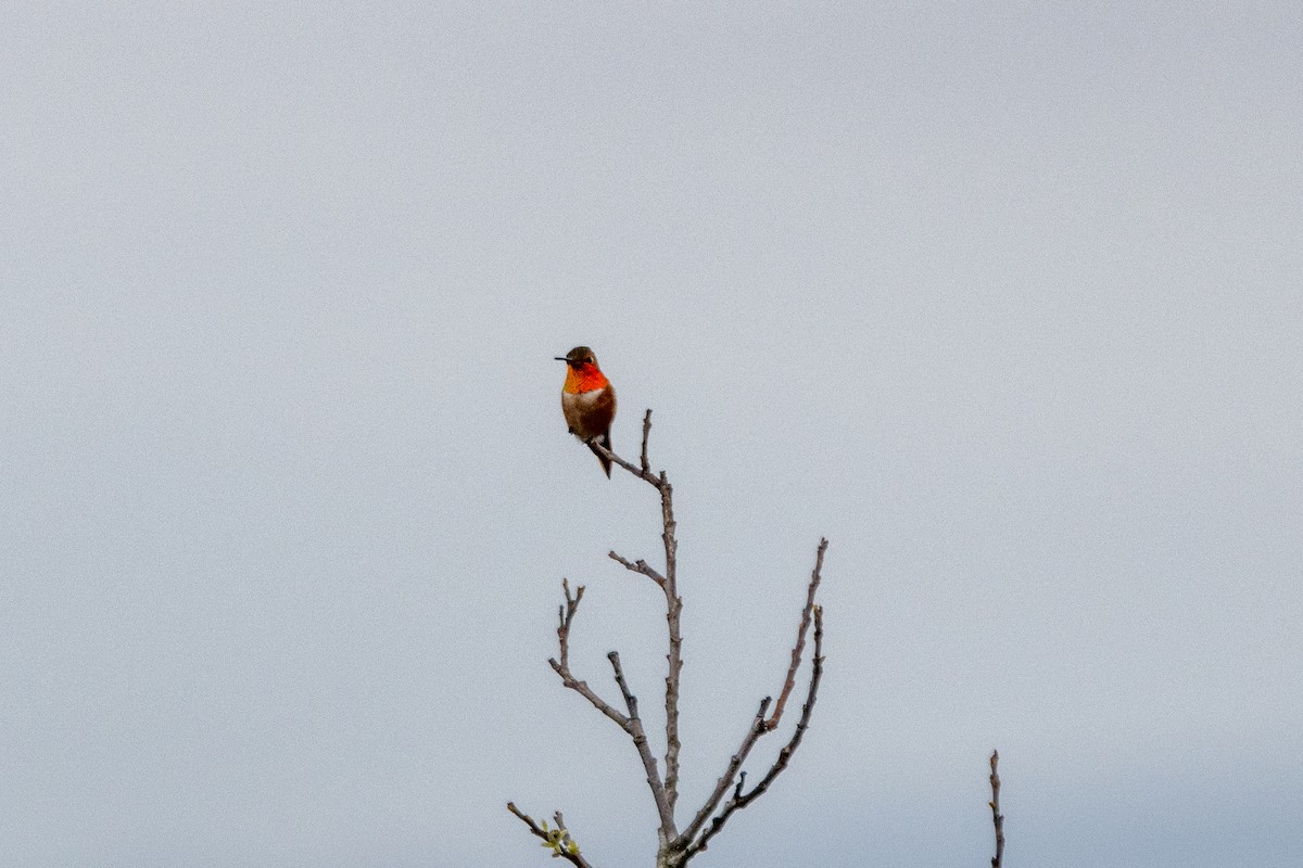 chaparralkolibri - ML614705372