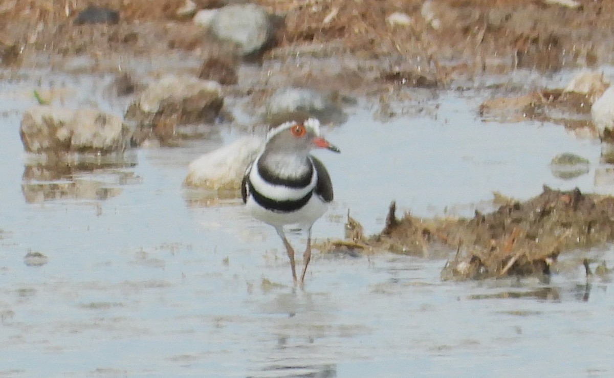 Three-banded Plover - ML614705401