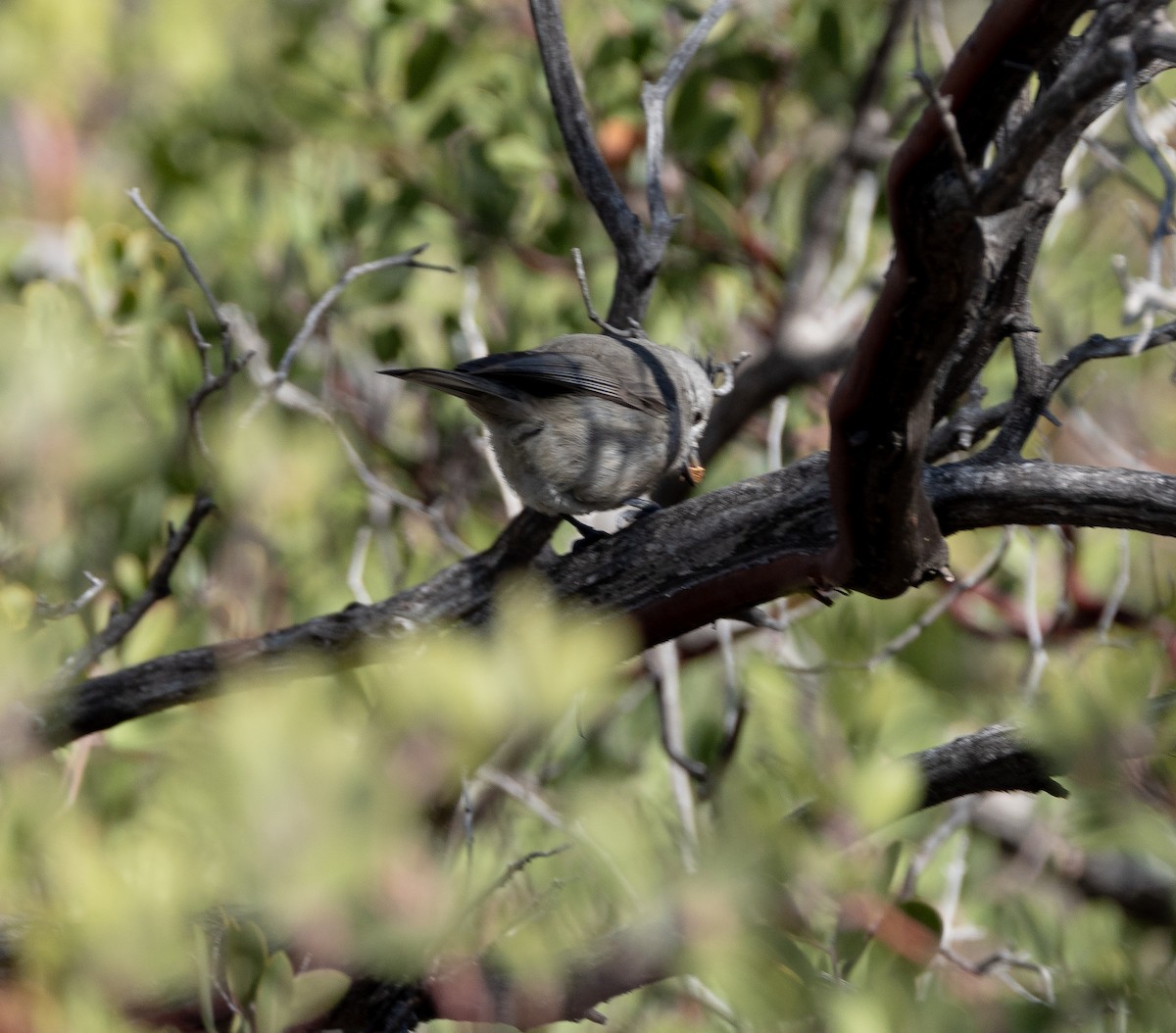 Juniper Titmouse - ML614705405