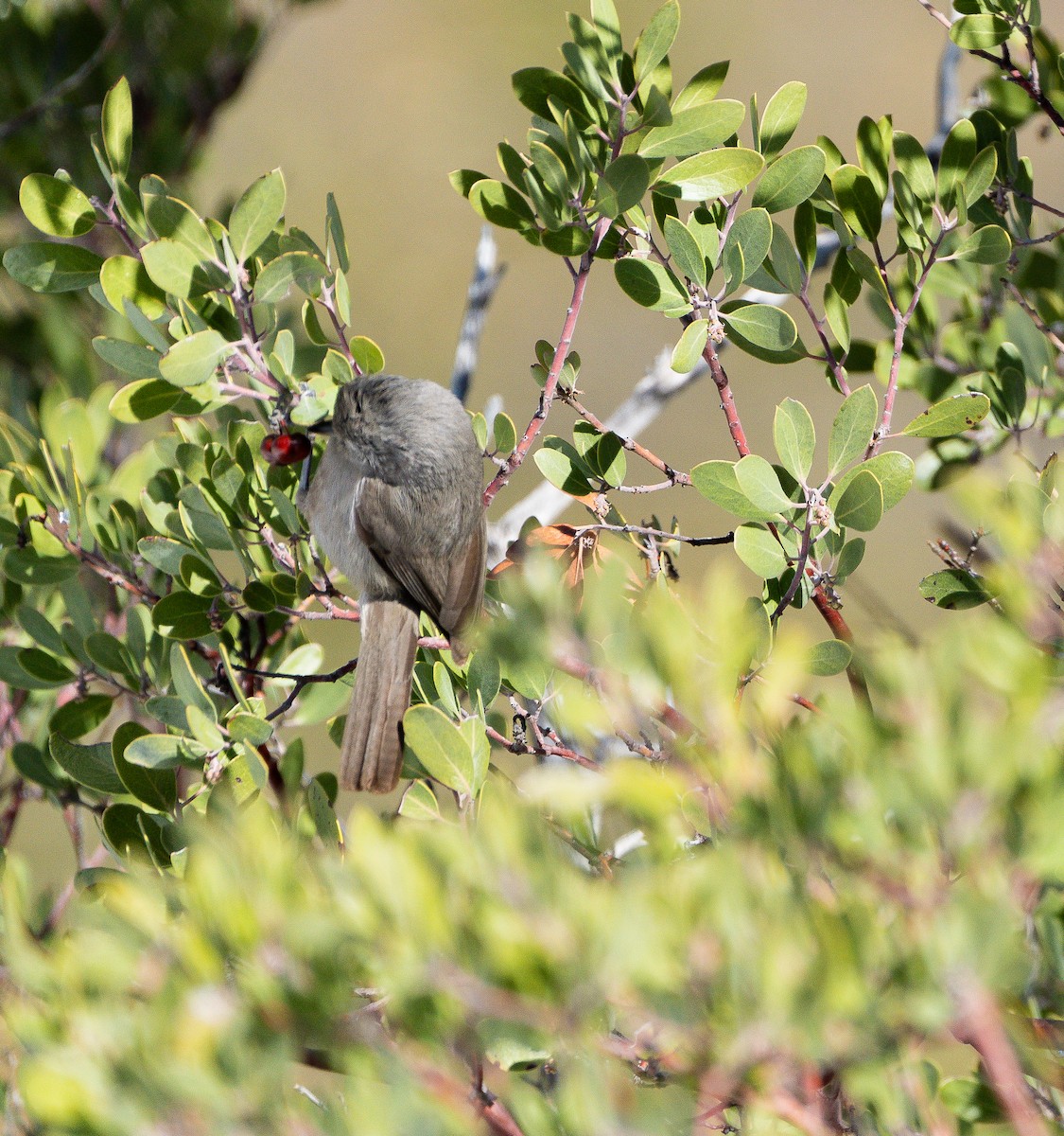 Juniper Titmouse - ML614705408