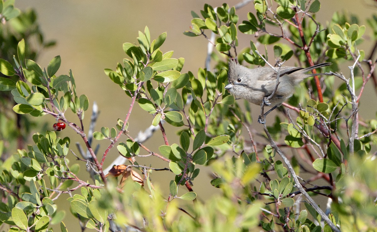 Juniper Titmouse - ML614705409