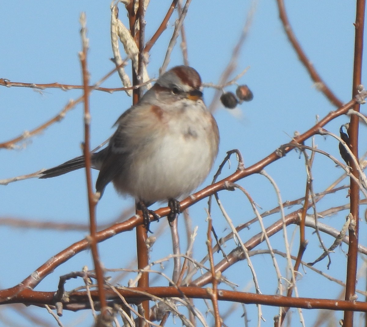 American Tree Sparrow - ML614705417