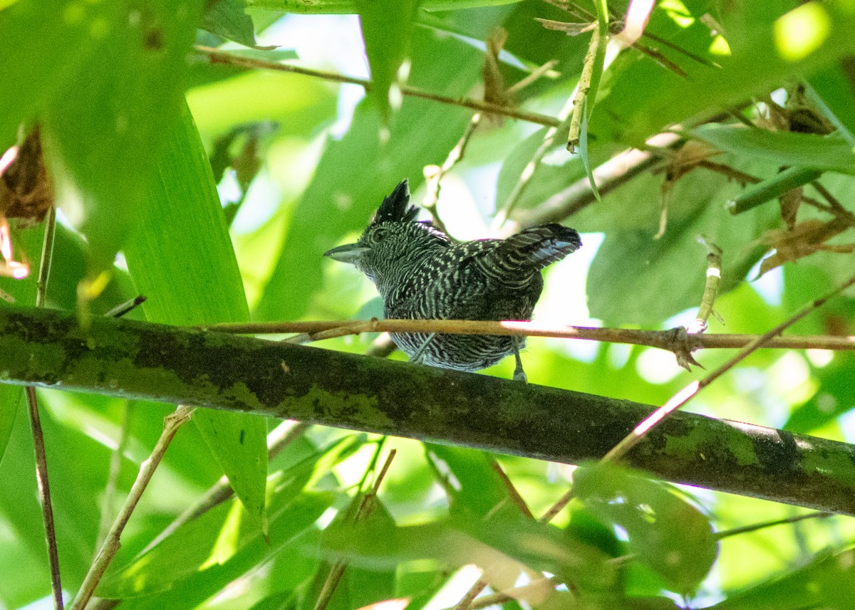 Bamboo Antshrike - ML614705432