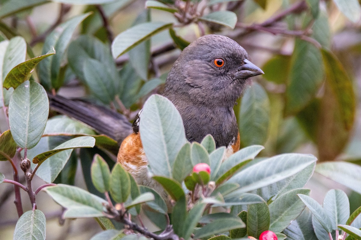 flekktovi - ML614705439