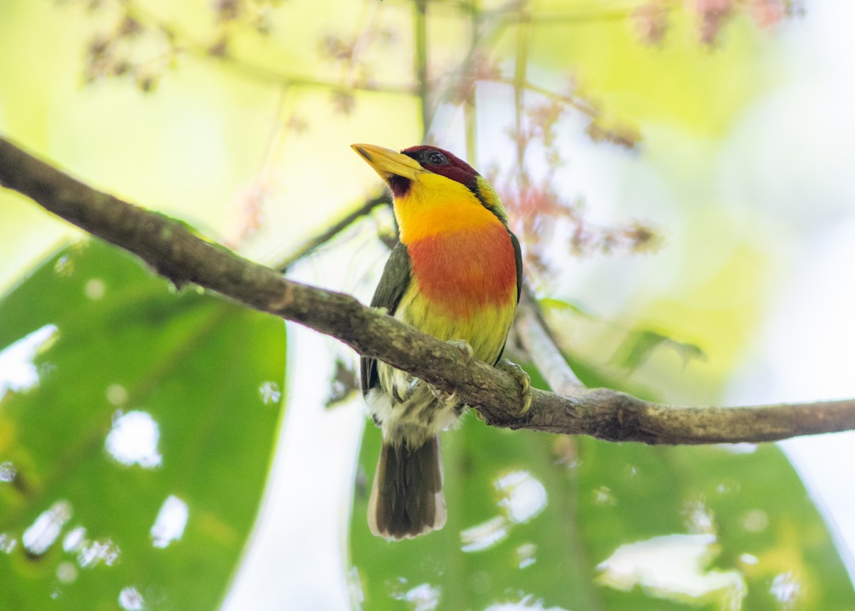 Lemon-throated Barbet - ML614705620