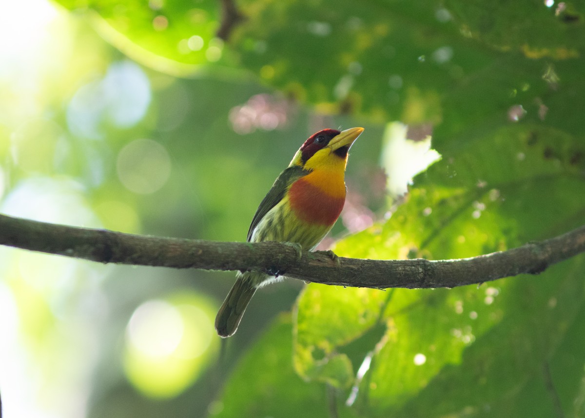 Lemon-throated Barbet - Silvia Faustino Linhares