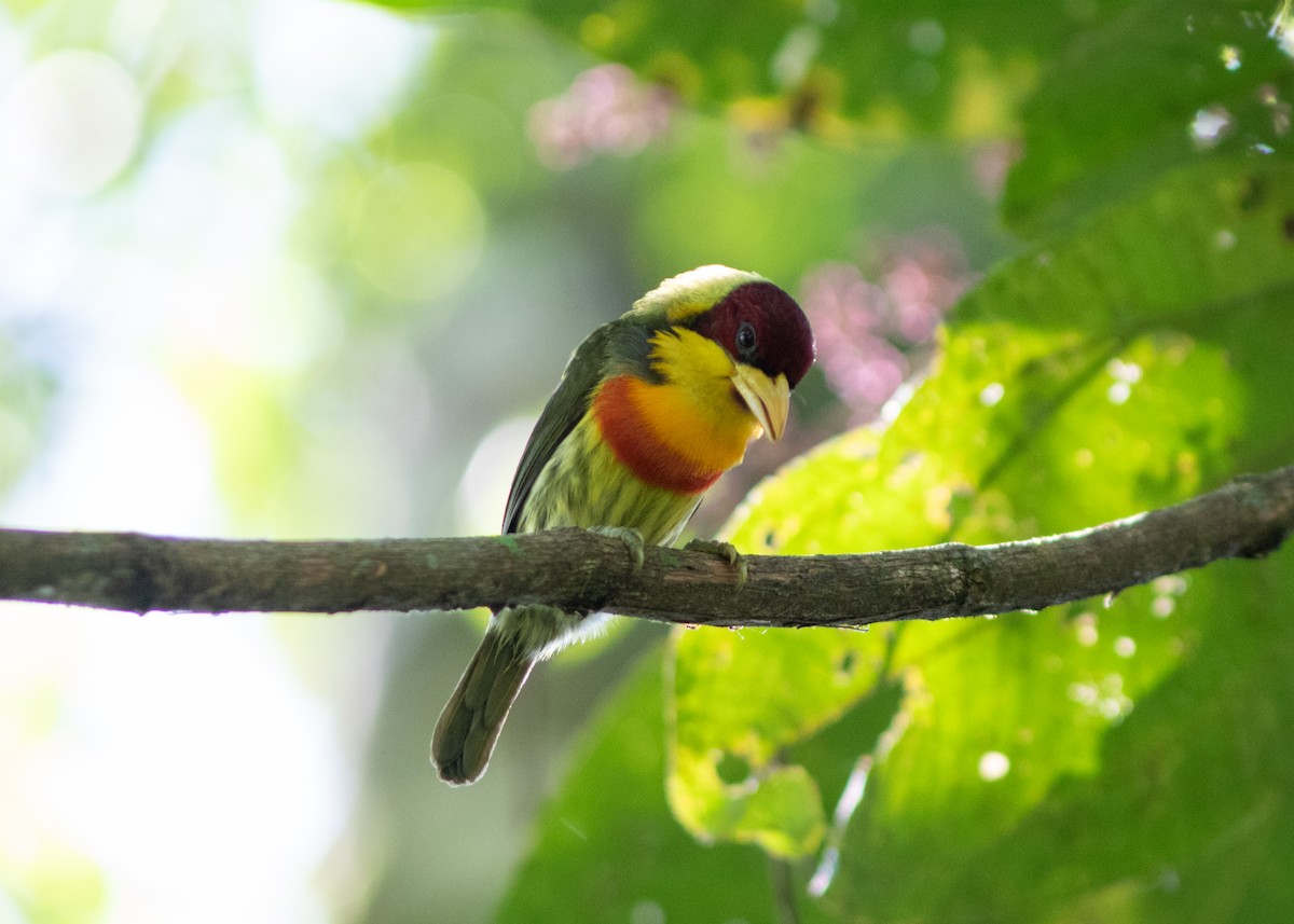 Lemon-throated Barbet - Silvia Faustino Linhares