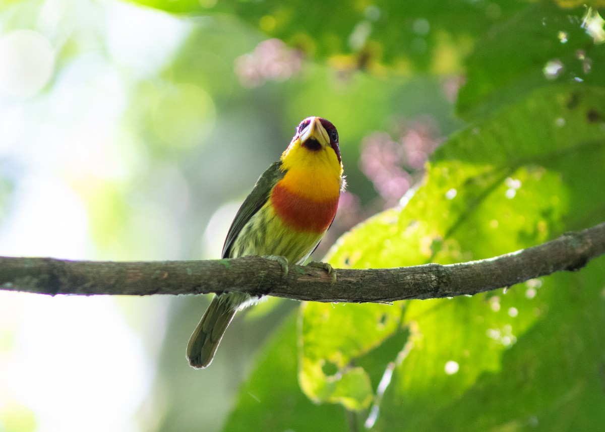 Lemon-throated Barbet - ML614705640