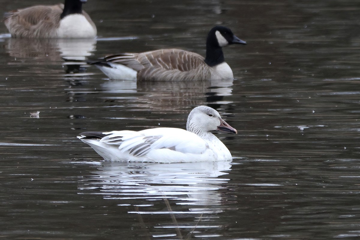 Snow Goose - ML614705654