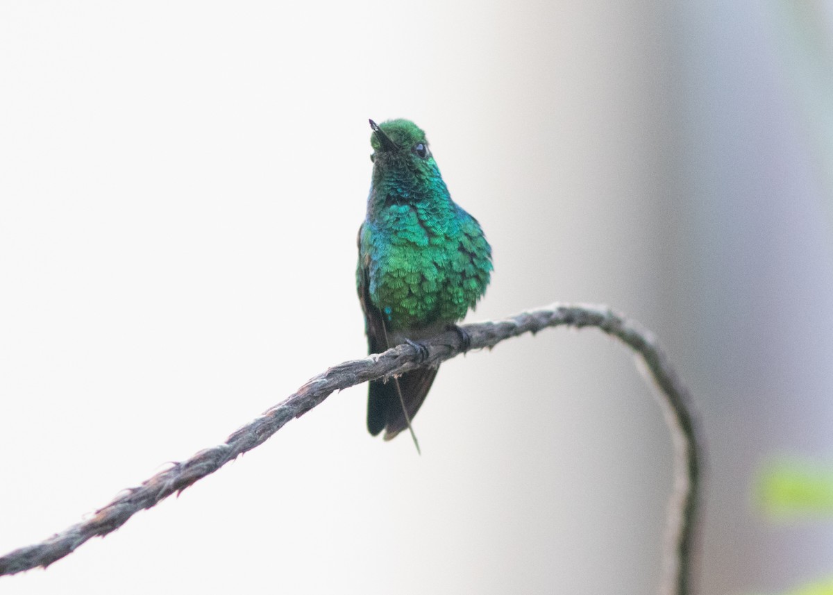 Blue-tailed Emerald - ML614705677