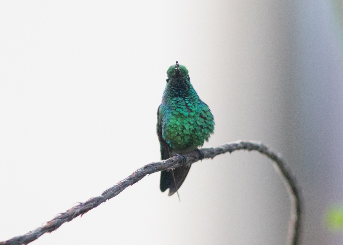 Blue-tailed Emerald - ML614705678