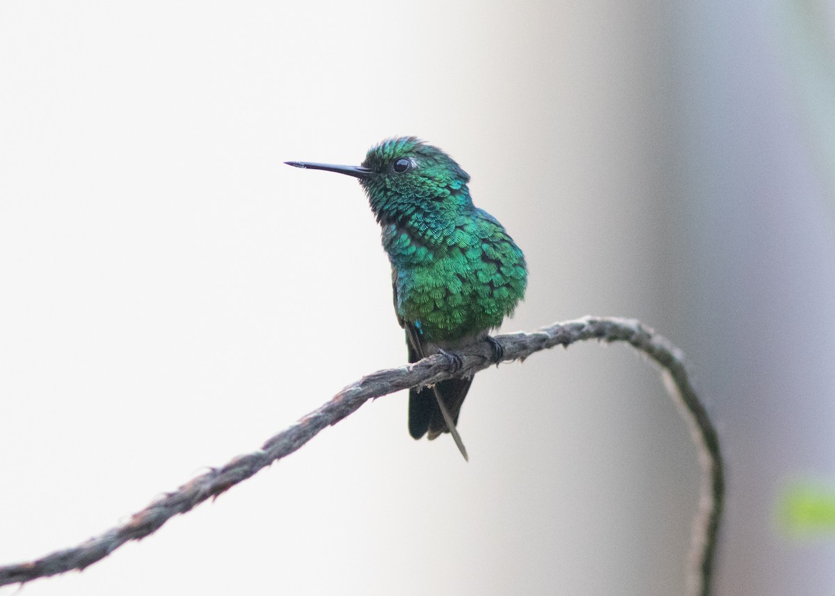 Blue-tailed Emerald - ML614705679