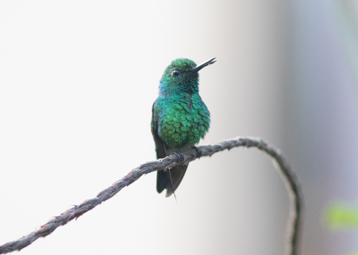 Blue-tailed Emerald - ML614705680