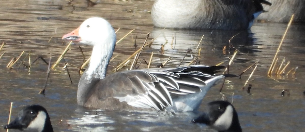 Snow Goose - ML614705730