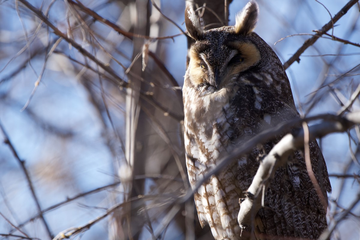 Long-eared Owl - ML614705739