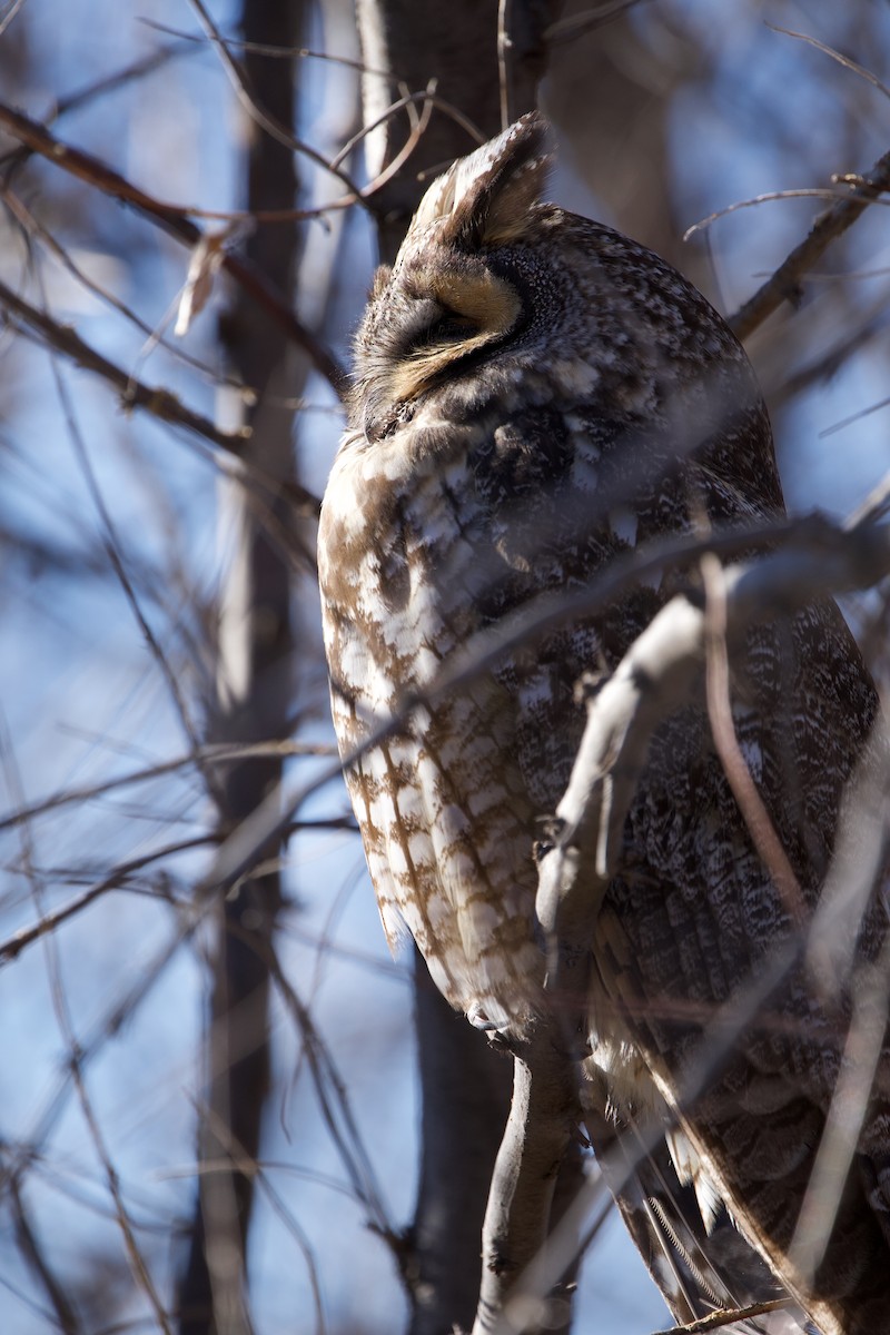 Long-eared Owl - ML614705740