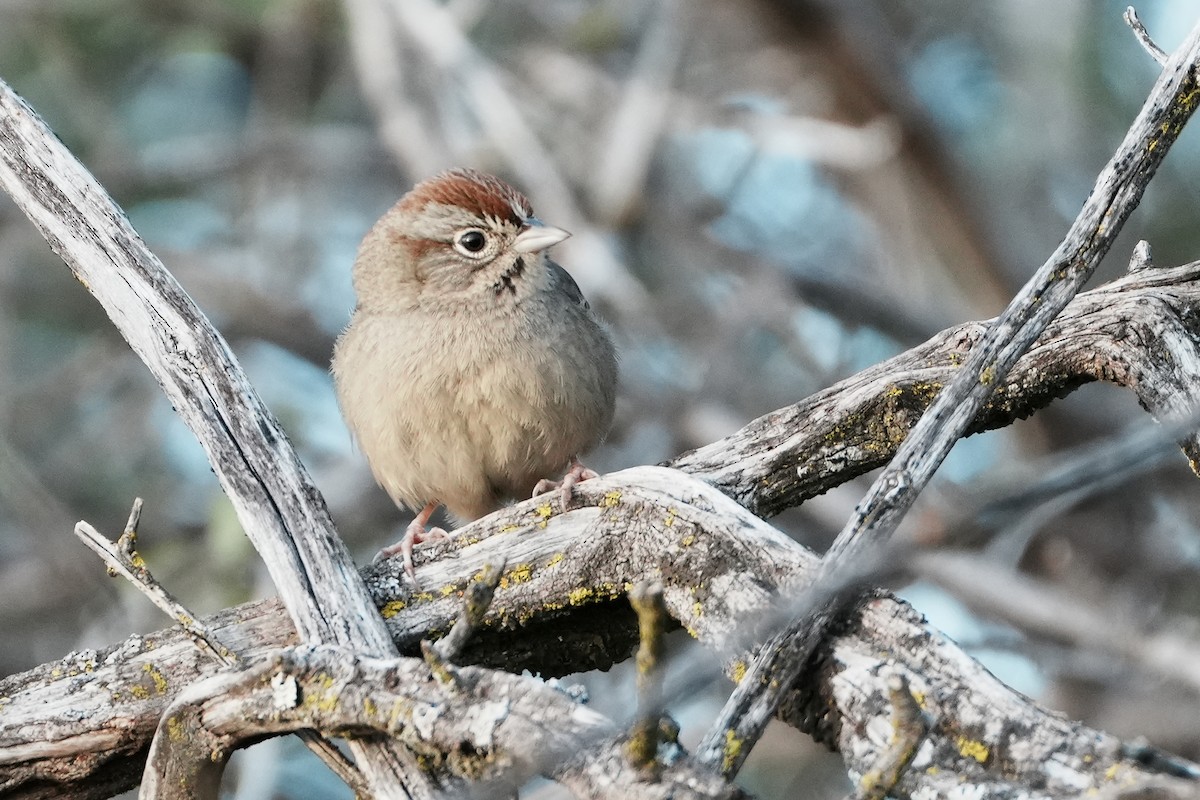 Rufous-crowned Sparrow - ML614705826