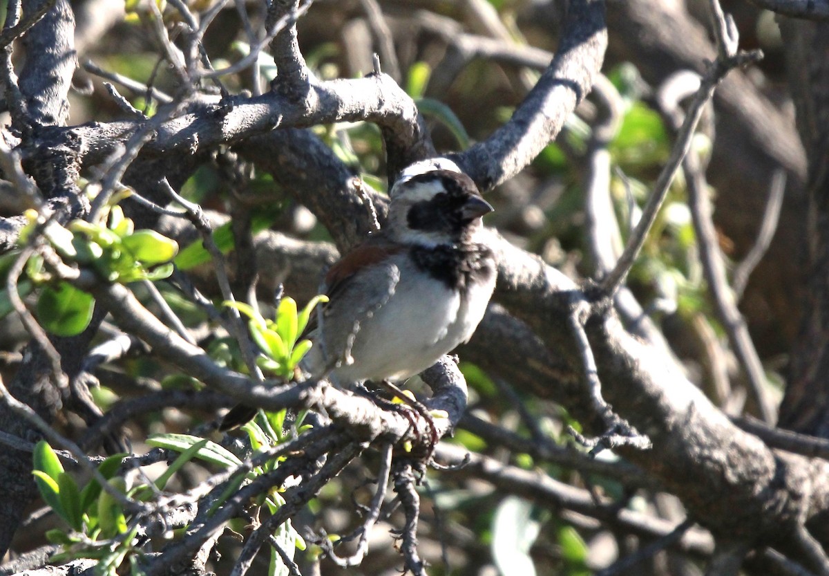 Cape Sparrow - ML614705842