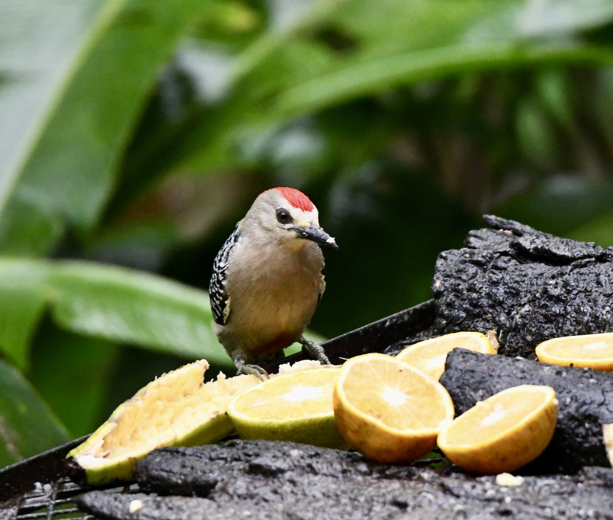 Red-crowned Woodpecker - Ruth Bennett