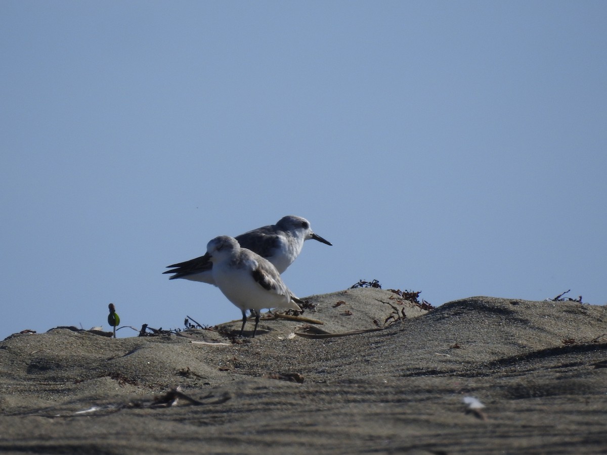 Sanderling - Julio Araujo