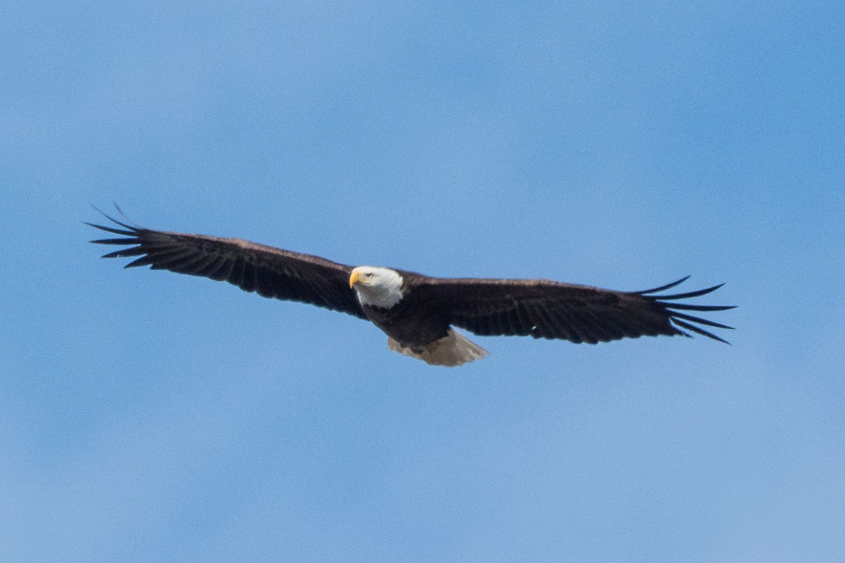 Bald Eagle - ML614705950