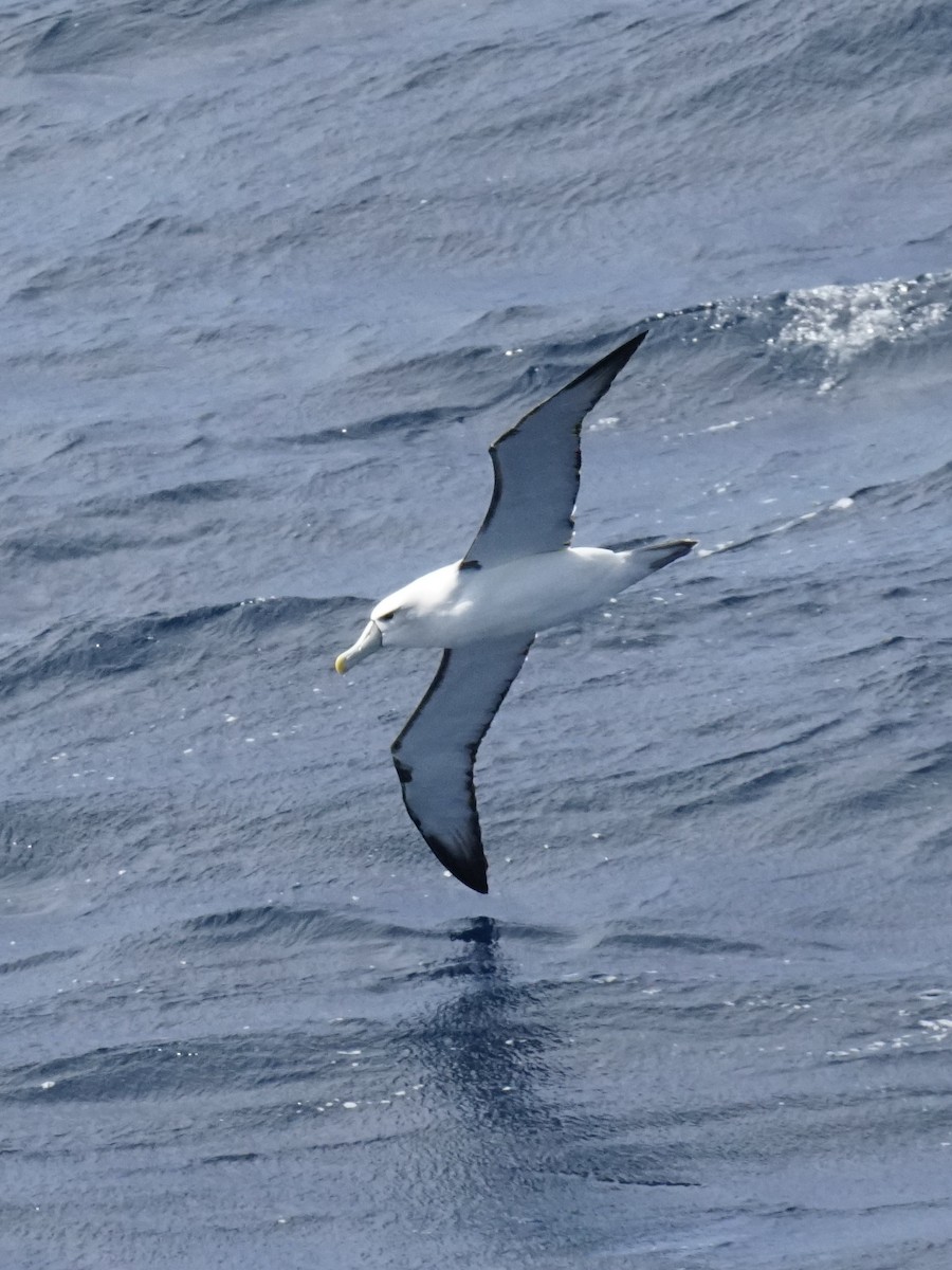 Albatros à cape blanche - ML614705996