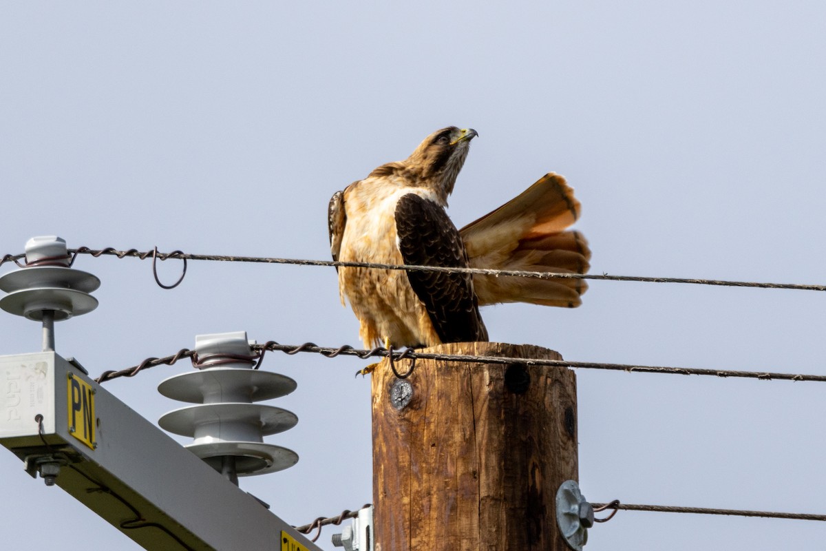 rødstjertvåk - ML614706037