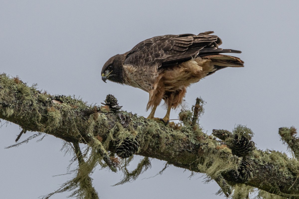 Rotschwanzbussard - ML614706041