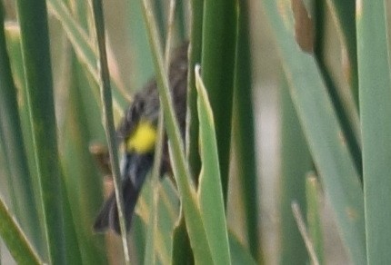 Paruline à croupion jaune - ML614706050