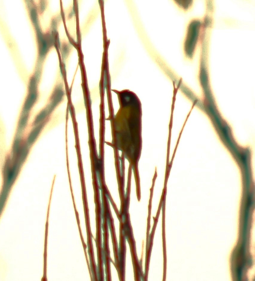 White-eared Honeyeater - ML614706058